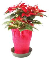 christmas star plant Poinsettia Euphorbia pulcherrima red flower photo