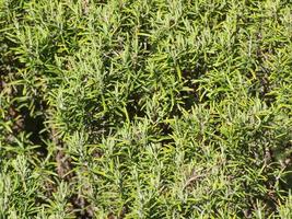 rosemary Rosmarinus plant photo