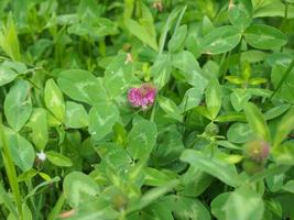 clover plant Trifolium photo