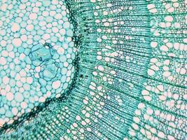 Tilia stem micrograph photo