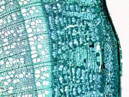 Tilia stem micrograph photo