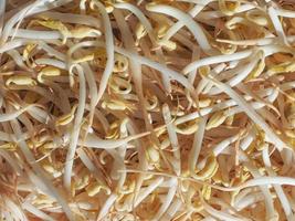 Mung bean sprouts vegetables photo