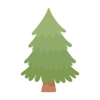 pine tree botanical vector