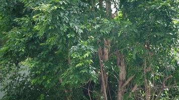 jardineiro poda de árvore com tesoura. câmera lenta video