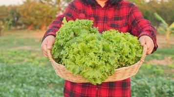 A female farmer collects her vegetables and produce in the fields. video