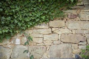 Stone wall fence rustic texture background close-up. Plant covers part of it. photo