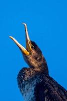 fish predatory bird called cormorant photo