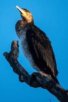 fish predatory bird called cormorant photo