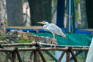 the gray heron in terni photo