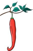 Hot chili peppers. handdrawn isolated vector