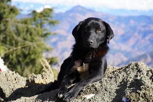 un perro en la montaña hermosa imagen de perro negro foto