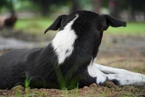 un perro triste en el parque foto