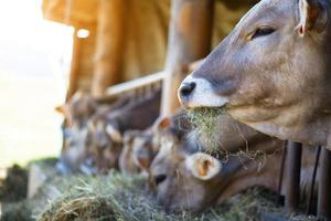 vacas en la raza de la granja marrón alpino comiendo heno en el establo foto