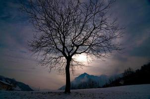 árbol solitario en invierno foto