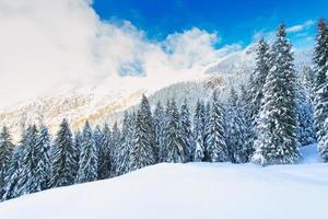 Snowy winter mountain landscape with fir trees photo