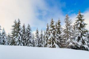 After a heavy snowfall, a landscape of spruce trees and the sky that becomes clear