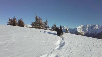 cão pastor bergamasco na neve fresca video