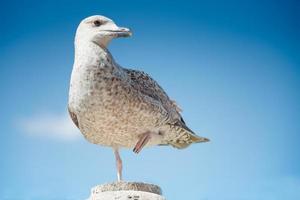 Young herring gull at the first winter photo