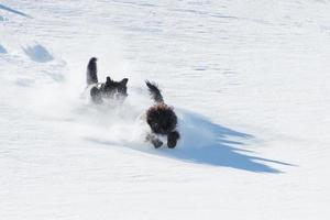 Two dogs run and jump in powder snow downhill photo