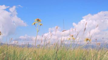 Alpenblume vom Wind bewegt video