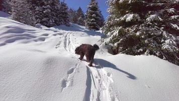 A sheepdog walks in the snow following the tracks of a skier video