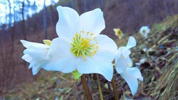 Detail von Schneeglöckchenblumen video