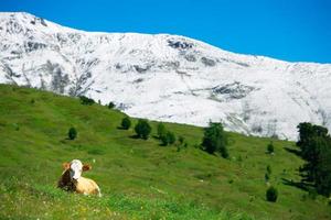 Alone grazing cow in green meadow and snow behind photo
