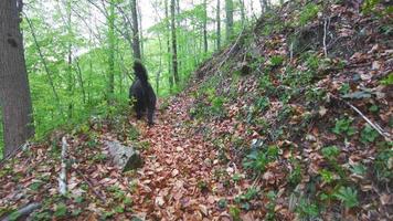 chien de berger bergamasco video