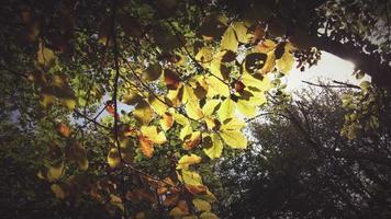 el sol en el bosque entre las plantas con hojas de otoño temprano video
