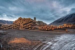 montaña de madera apilada foto