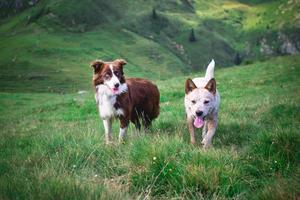 Two dogs friends in a pasture in the Italian Alps