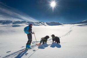 chica solitaria en las montañas con esquí de travesía y dos perros foto