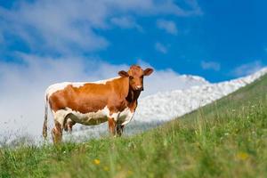 Cow grazes in green meadow with snow mountains in the background photo