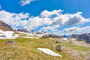 Meadow with Crocus bloom with freshly dissolved snow photo