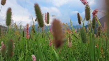 passagem de câmera de vídeo entre flores em prados de montanha video