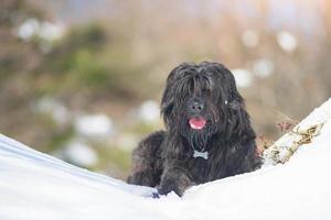 Perro mestizo de pastor de bergamo. en la nieve en las montañas foto