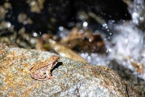 A frog near a mountain stream is about to jump photo