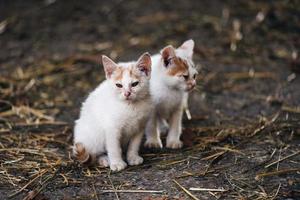 Two small white cats with brown spots on their heads photo
