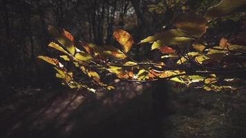 Détail du feuillage sur plante dans les bois au début de l'automne video