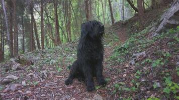 bergamasco herdehund doftar i skogen video