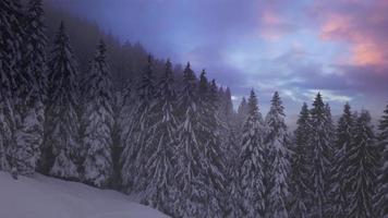 panning tussen besneeuwde bomen in de schemering in de bergen video