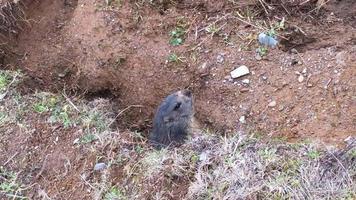 uma marmota sai do buraco video