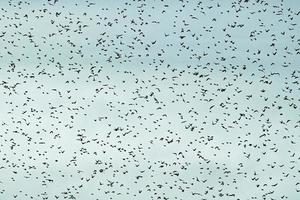 muchas aves volando en el cielo foto