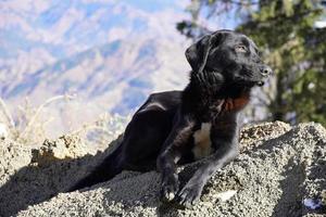 un perro en la montaña hermosa imagen de perro negro foto