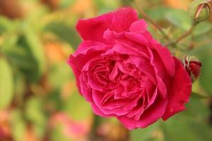 hermosa flor rosa roja, fotos decorativas, fondo bokeh