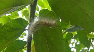 oruga peluda verde en hojas de árbol foto