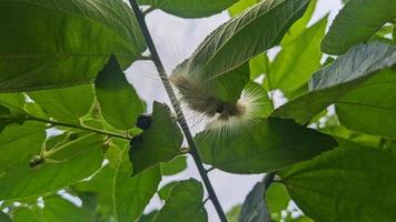 hairy caterpillar on tree leaves photo