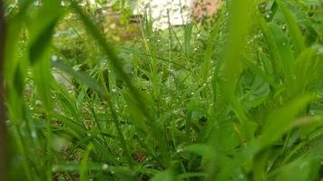 grass in the garden in the morning photo