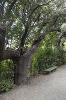 árboles ramificados en el parque de la ciudad en un día de verano. foto