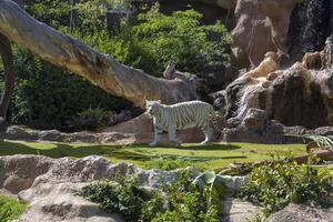 White tiger at the zoo on the island of Tenerife. photo